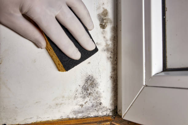 Best Mold Remediation for Healthcare Facilities  in Spencer, IA